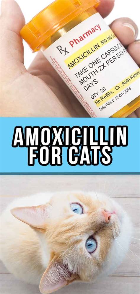 How can I get my dog to take antibiotics if he wont eat If your pet refuses their food, dont force them to eat wait a few hours and offer the food again. . How to mix amoxicillin for cats
